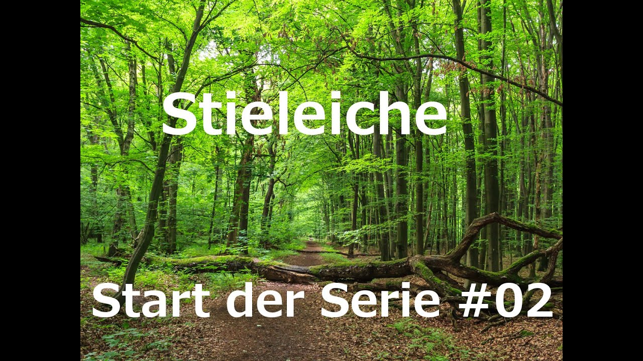 Eiche Yamadori Sammeln und eintopfen Start der Serie