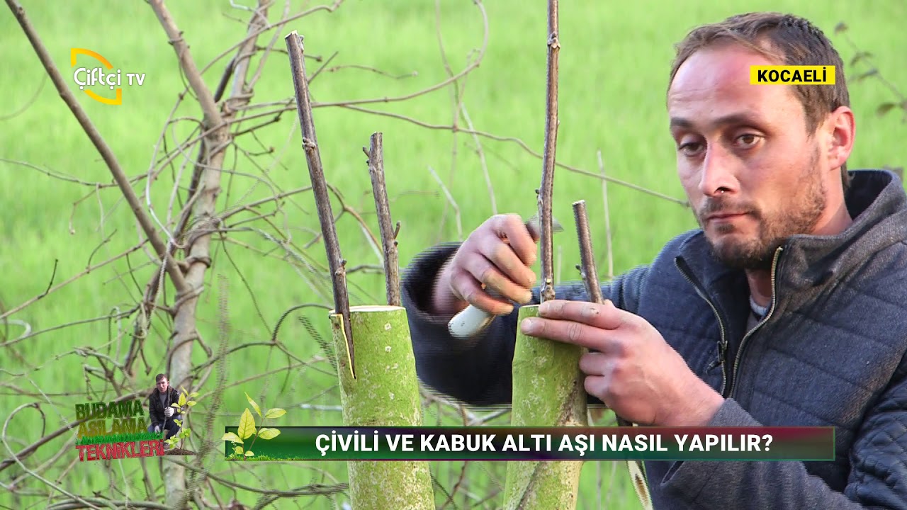 Aşılama Yöntemleri ve Önemli Noktaları - BUDAMA AŞILAMA TEKNİKLERİ / Çiftçi TV