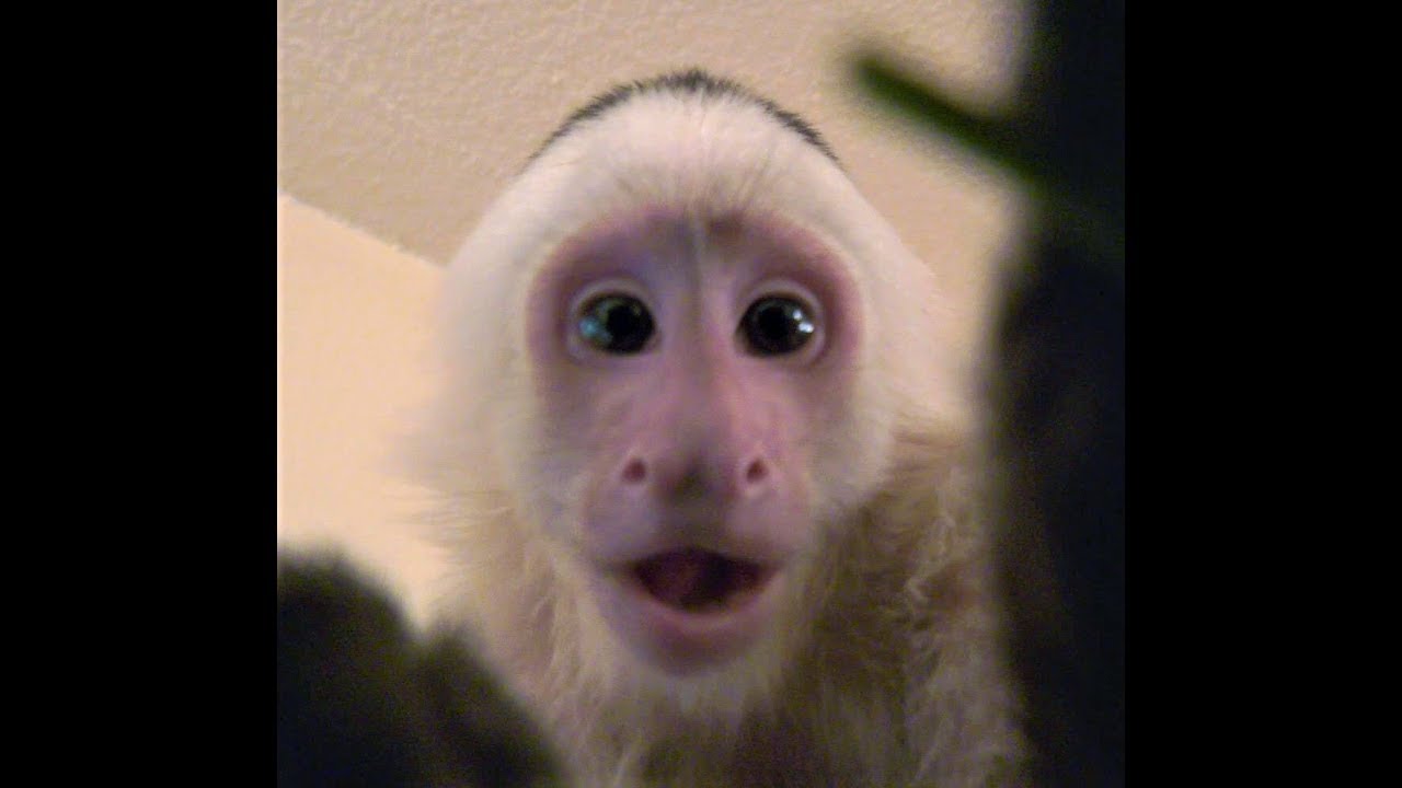 My Capuchin Monkey is a Master MMA Monkey