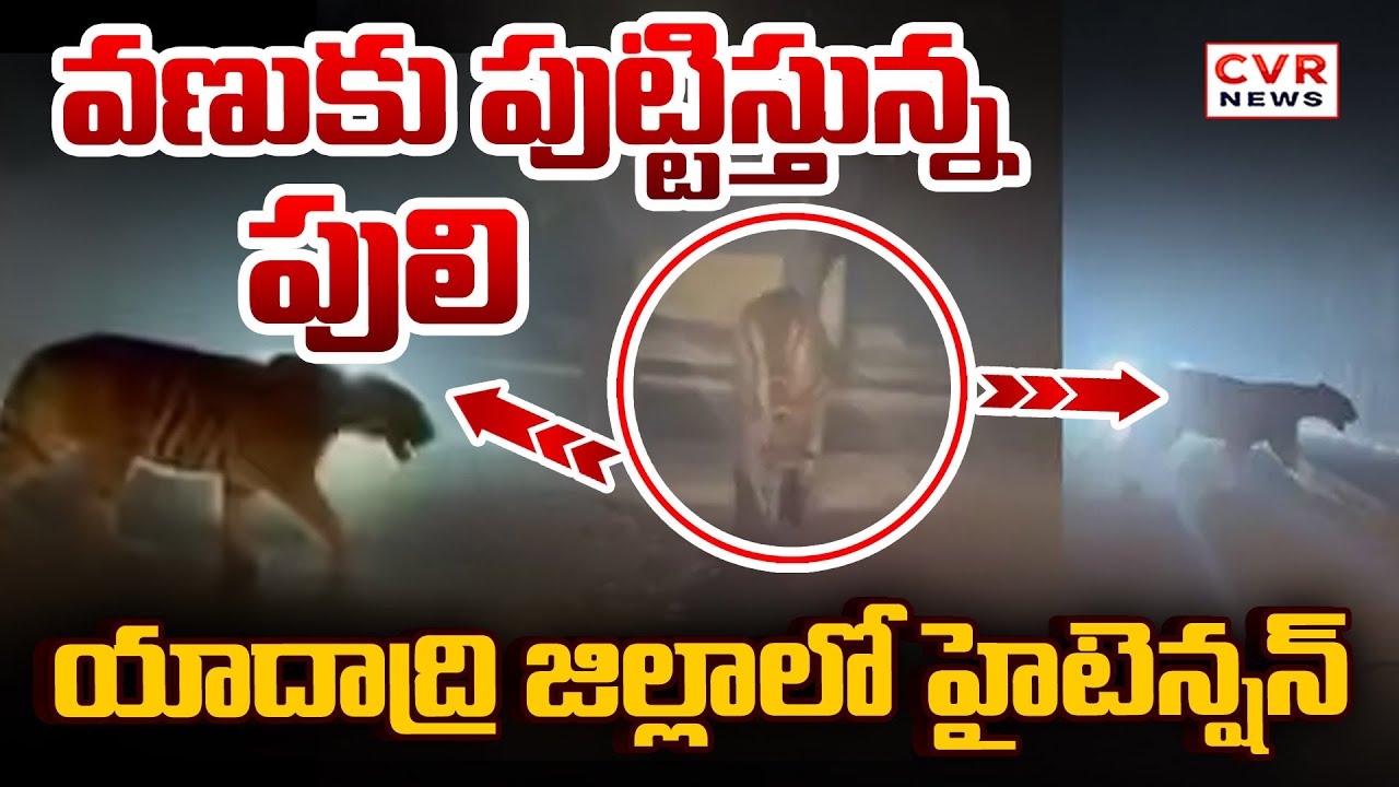 యాదాద్రి జిల్లాలో పెద్దపులి సంచారం |  Big Tiger Roaming In Yadadri District | CVR NEWS