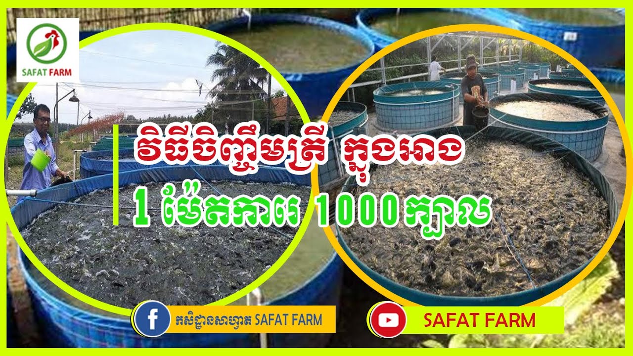 វីធីចិញ្ចឹមត្រី ១ម៉ែត្រការេ ១០០០ ក្បាល់