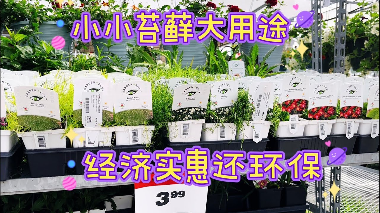 可爱低矮的地被绿植，Scotch Moss、Irish Moss、New Zealand Moss。【莎拉养花】