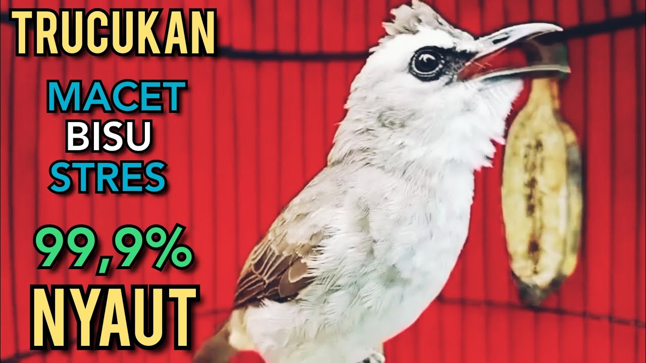 Trucukan Macet Bisu STRES AGAR BUNYI GACOR PUTARKAN PANCINGAN INI 99, 9 %  GACOR NGROPEL SEKETIKA 