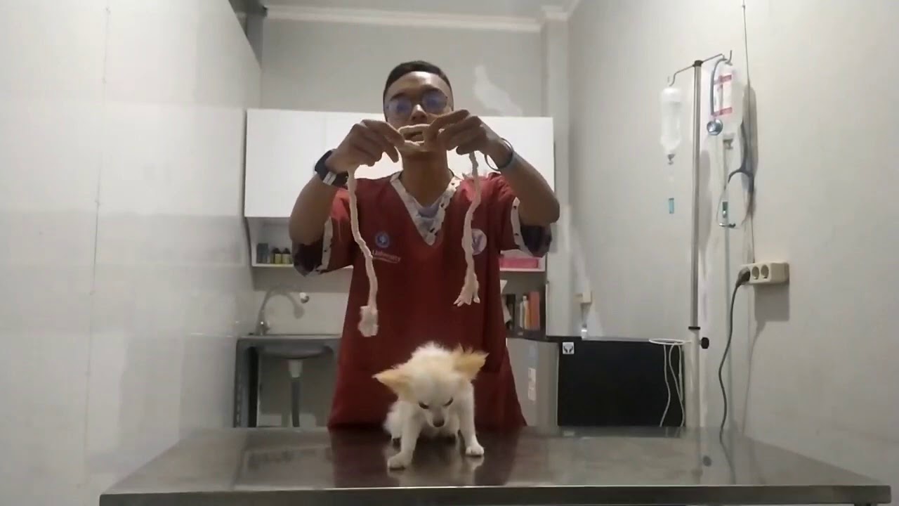 Teknik handling dan restrain pada  anjing