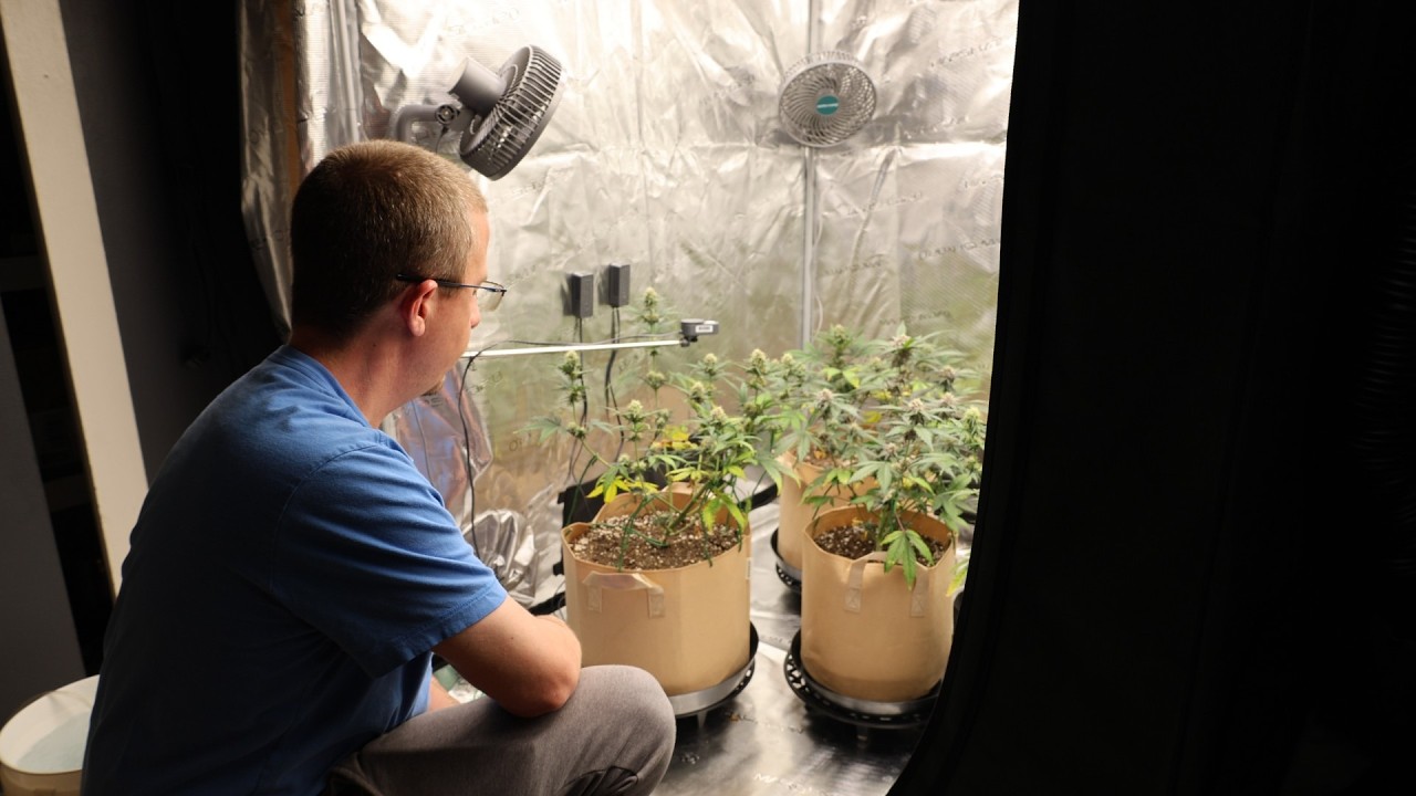 MarsHydro 420 MEGA Sale | Dr Earth vs Gaia Green -Autos Day 58 | Photos Day8F | Marshydro FC4800EVO