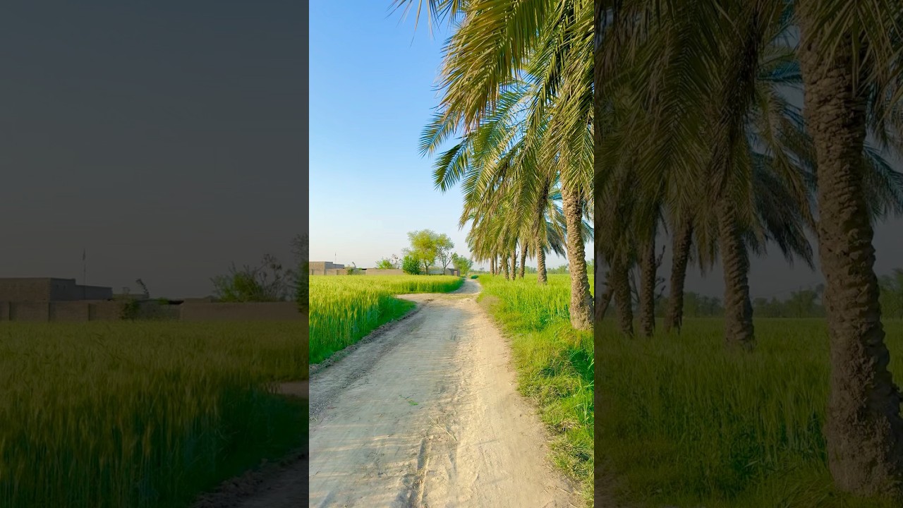 Life in a Simple Punjab Village #punjabvillage #villagerlifestyle