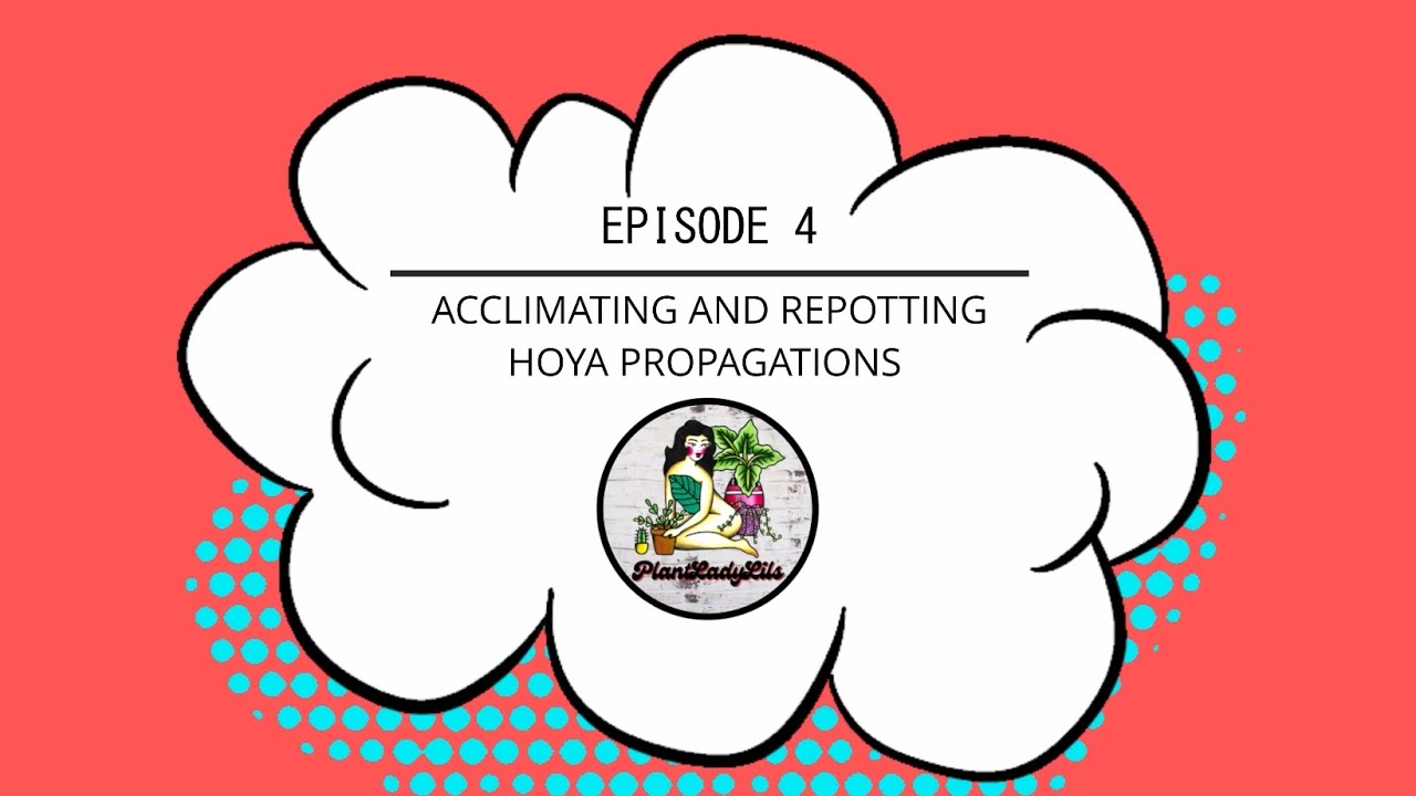 Ep4: Repotting and Acclimating Hoya Propagations