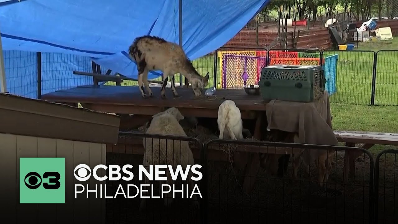 Pennsylvania goat farm owner facing animal cruelty and neglect charges