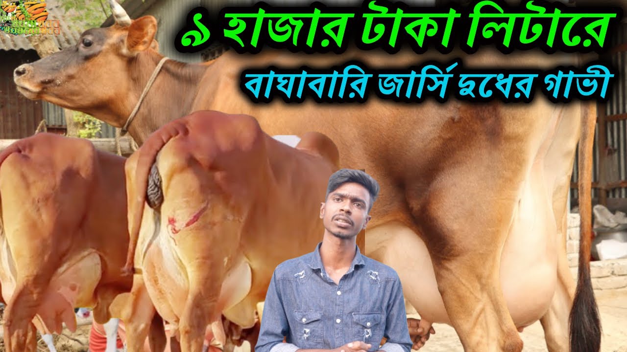 ৯ হাজার টাকা লিটারে বাঘাবারি জার্সি দুধের গাভী কিনুন ! ১৬-২৮ লিটারের দুধের গাভী I কিস্তির টাকার গাভী