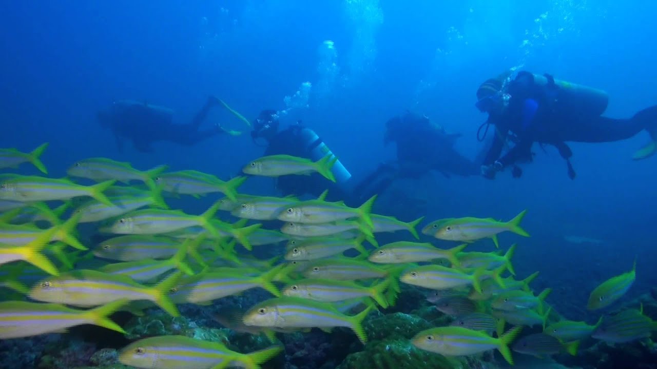 Nurkowanie Cocos Island 15