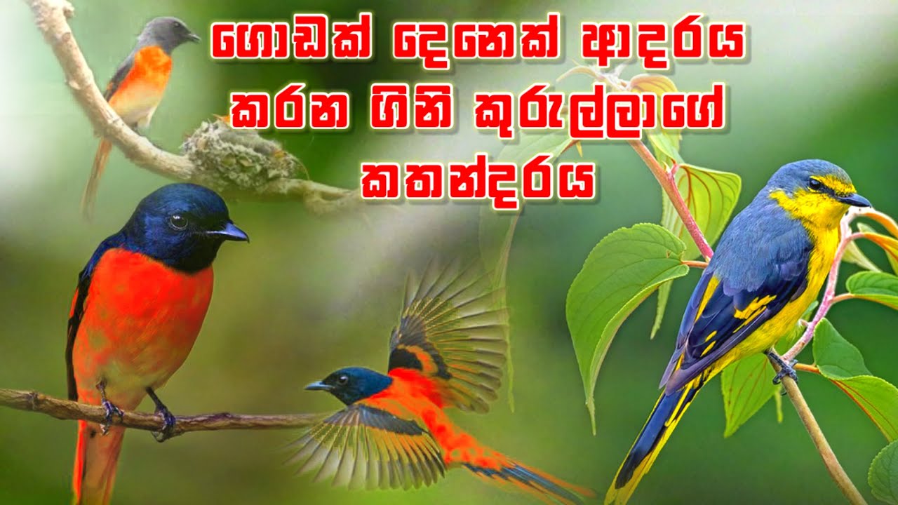 Orange Minivet   තුරු ගොමු වල හැඩ කාරයා