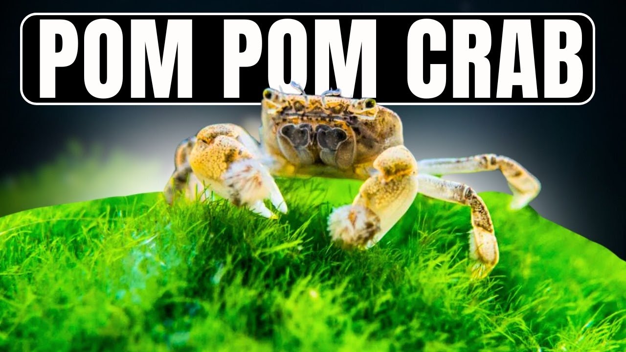 Keeping Pom Pom Crabs (and Why You Should!)