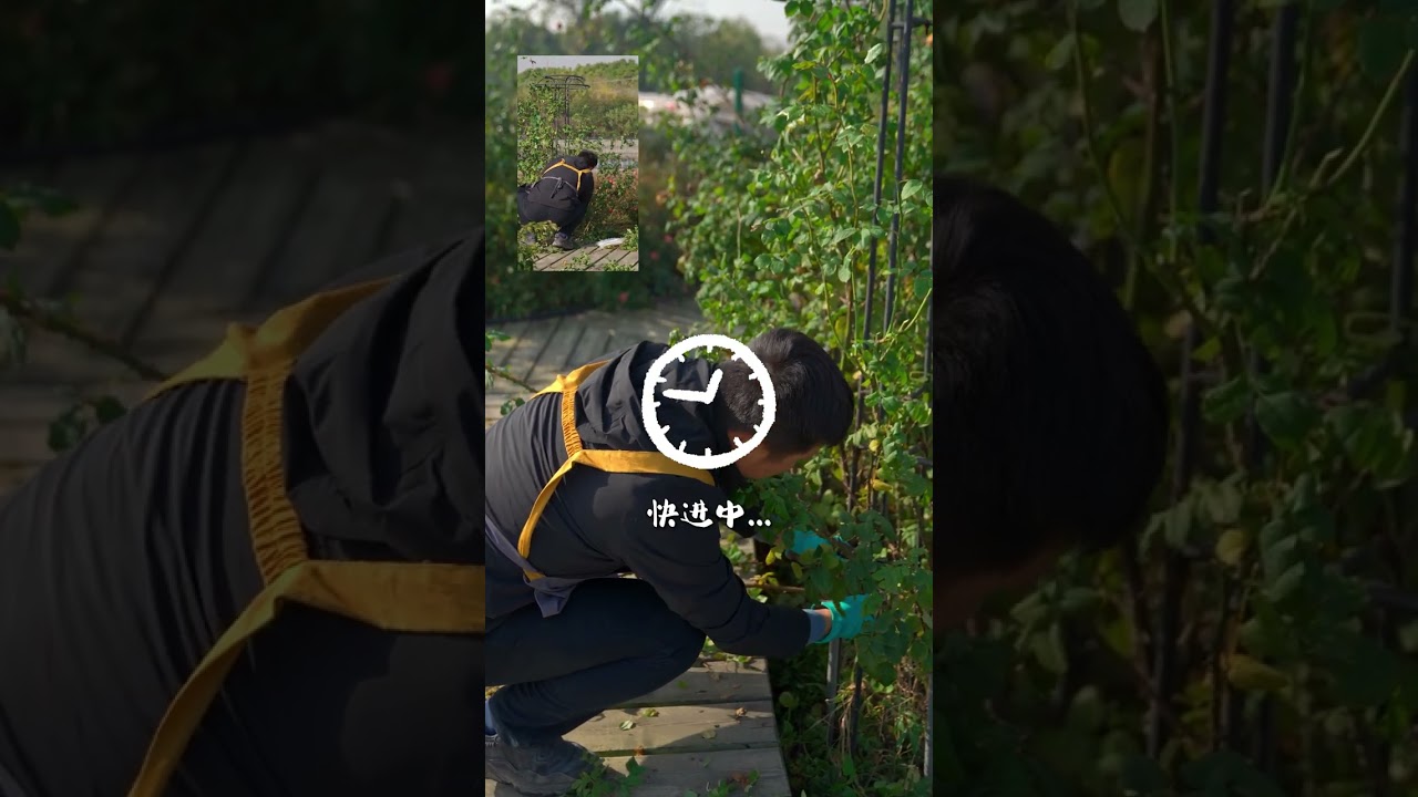 藤本月季修剪绑扎，花柱造型全面指导【天狼说月季】