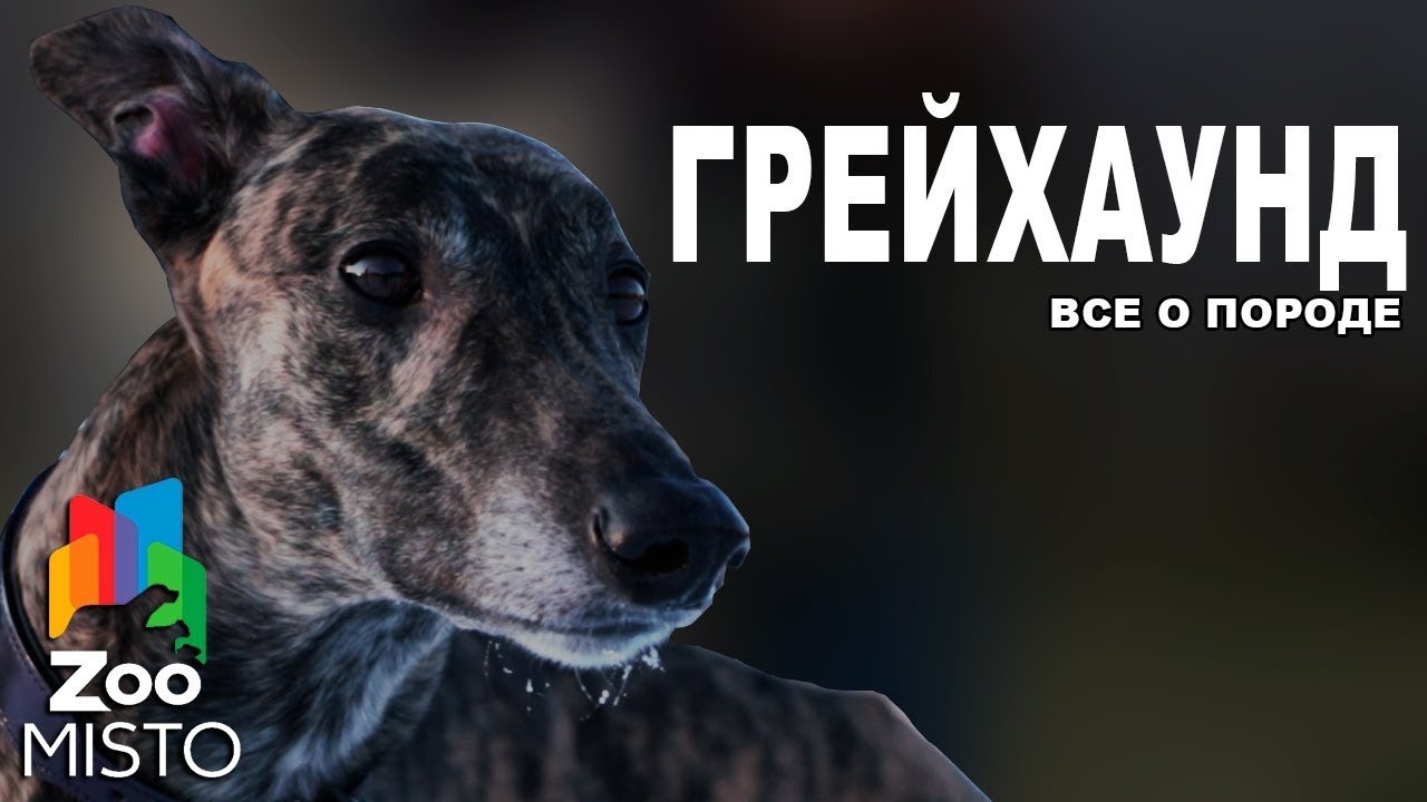 Грейхаунд - Все о породе собаки | Собака породы Грейхаунд