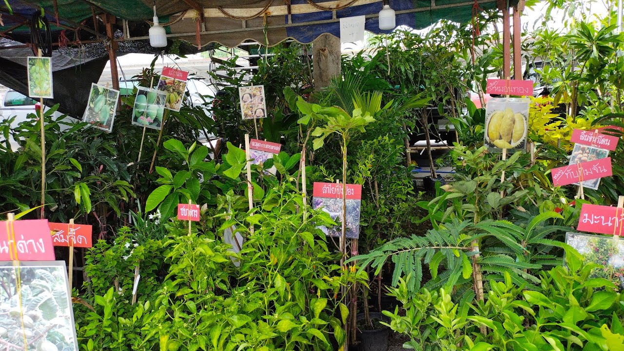 Thailand Fruit Trees For Sale