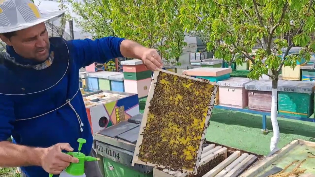 Apicultura de zi cu zi: populare micro-nucleu de împerechere a mătcilor 🐝🐝🐝🐝🐝🐝