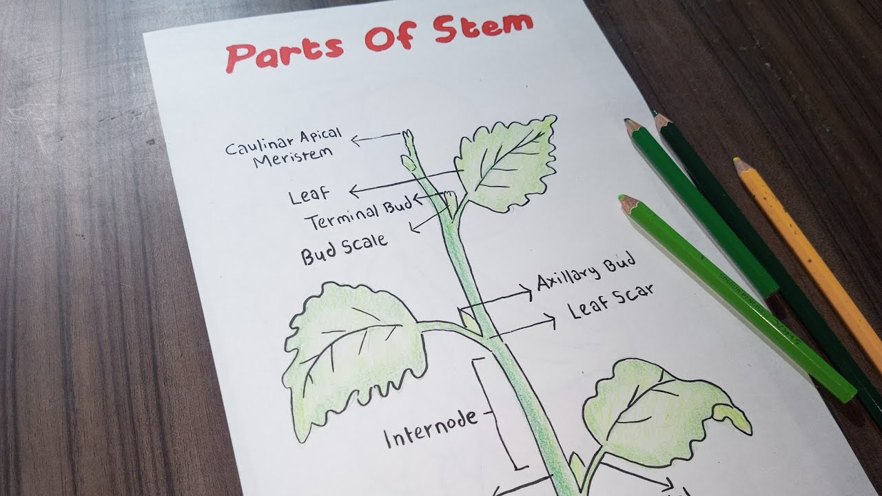 Parts Of Stem Diagram | Label Diagram Of Stem Structure | How To Draw Plant Stem