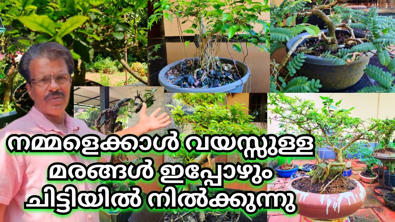 ഇത്രയും പ്രായമായ മരങ്ങൾ ഇപ്പോഴും ചട്ടിയിൽ ചുള്ളന്മാരായി നിൽക്കുന്നു
