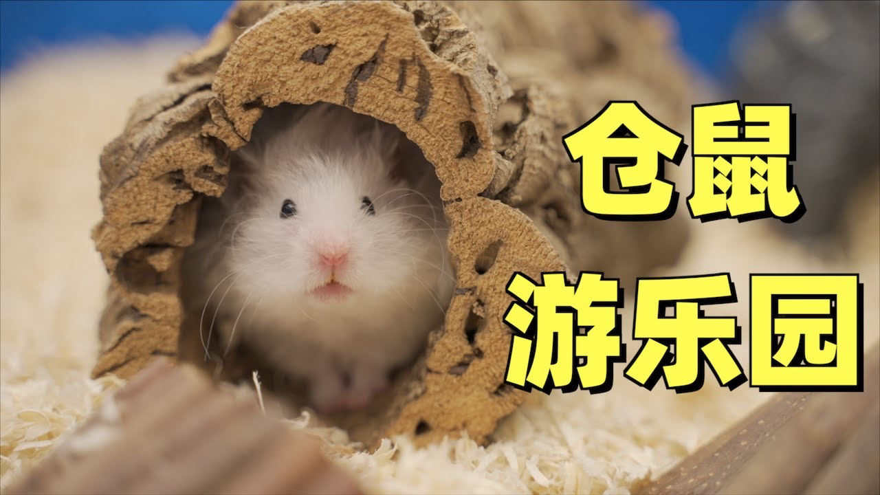 用游泳池给仓鼠打造巨型游乐园？仓鼠：这也太爽了