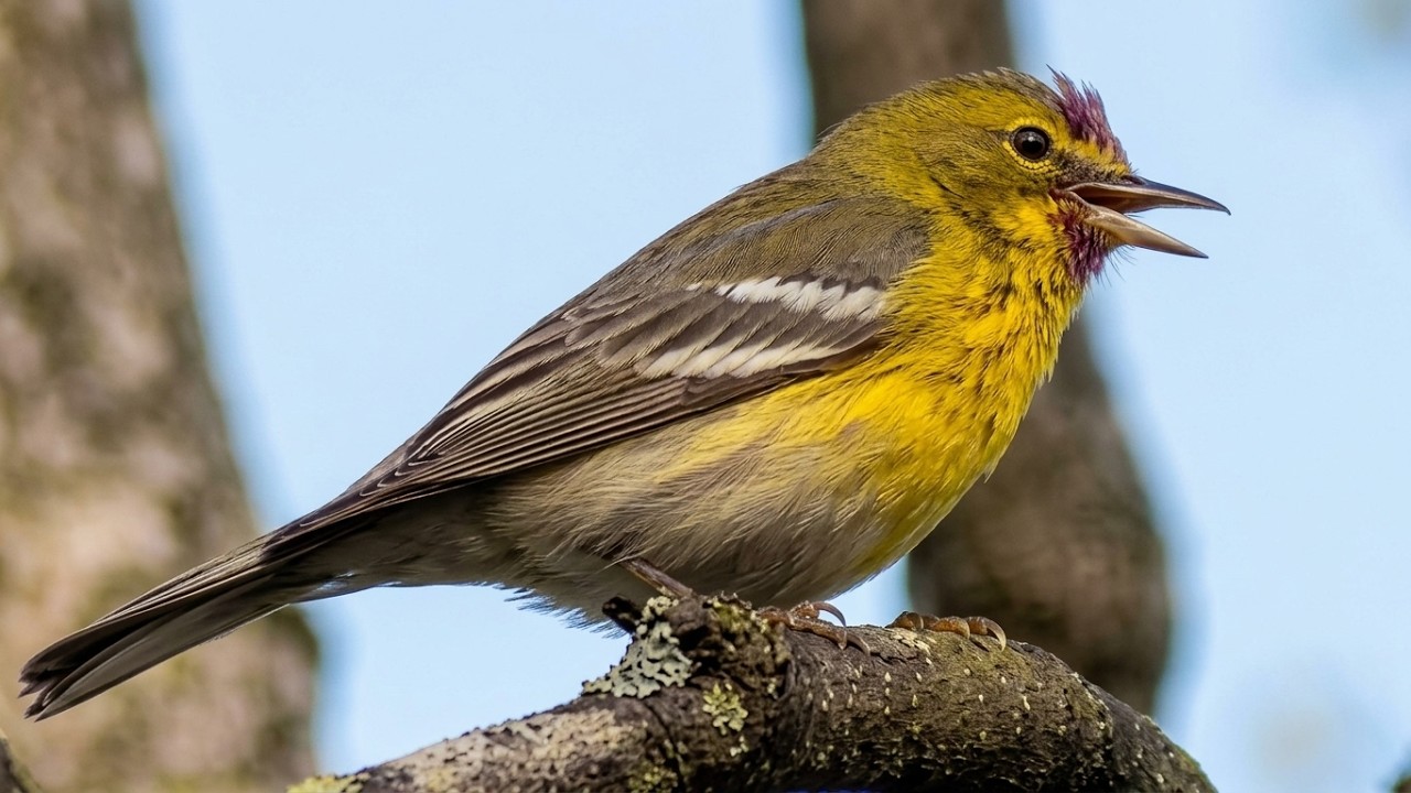 Pine warbler bird call / song / singing / sound