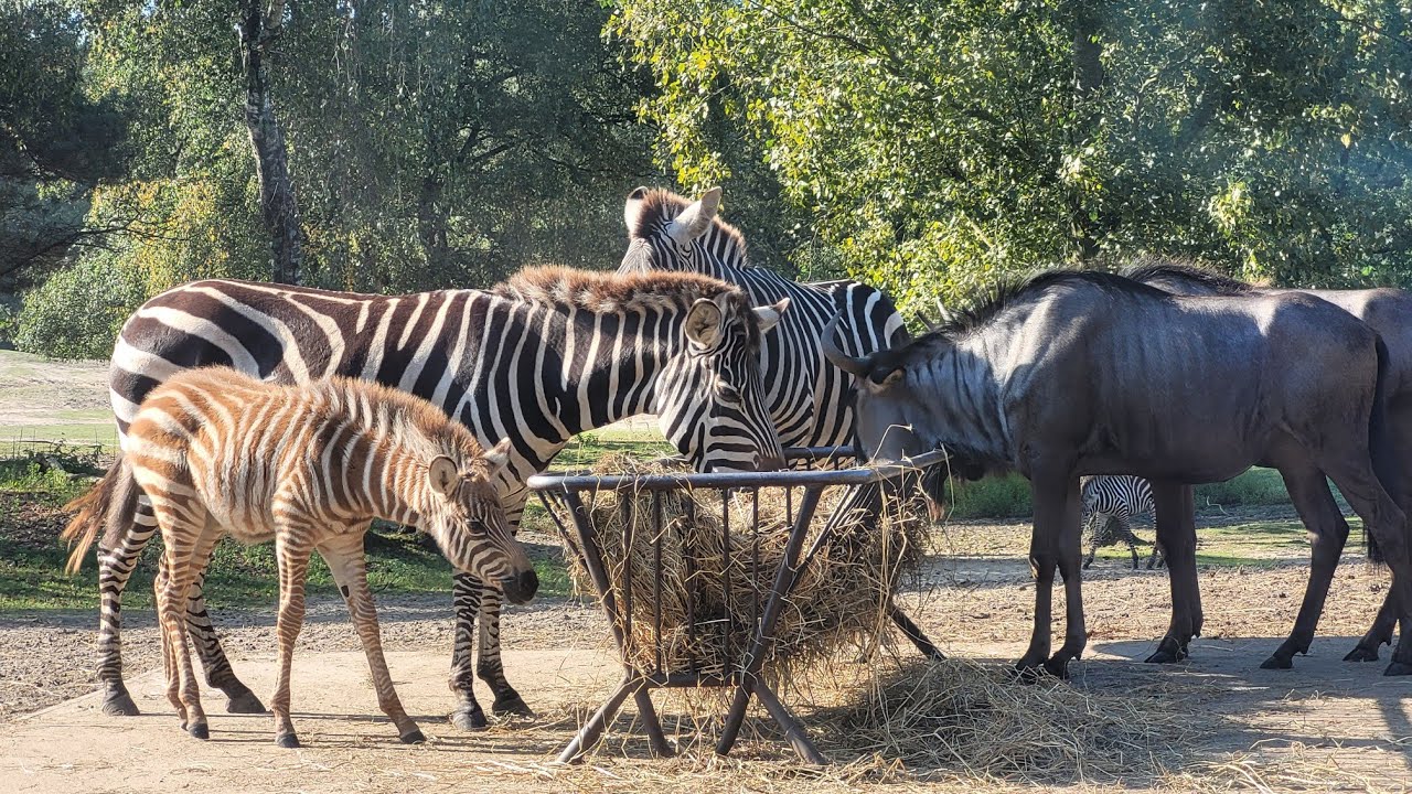 Weekendje weg naar Safari Resort Beekse Bergen