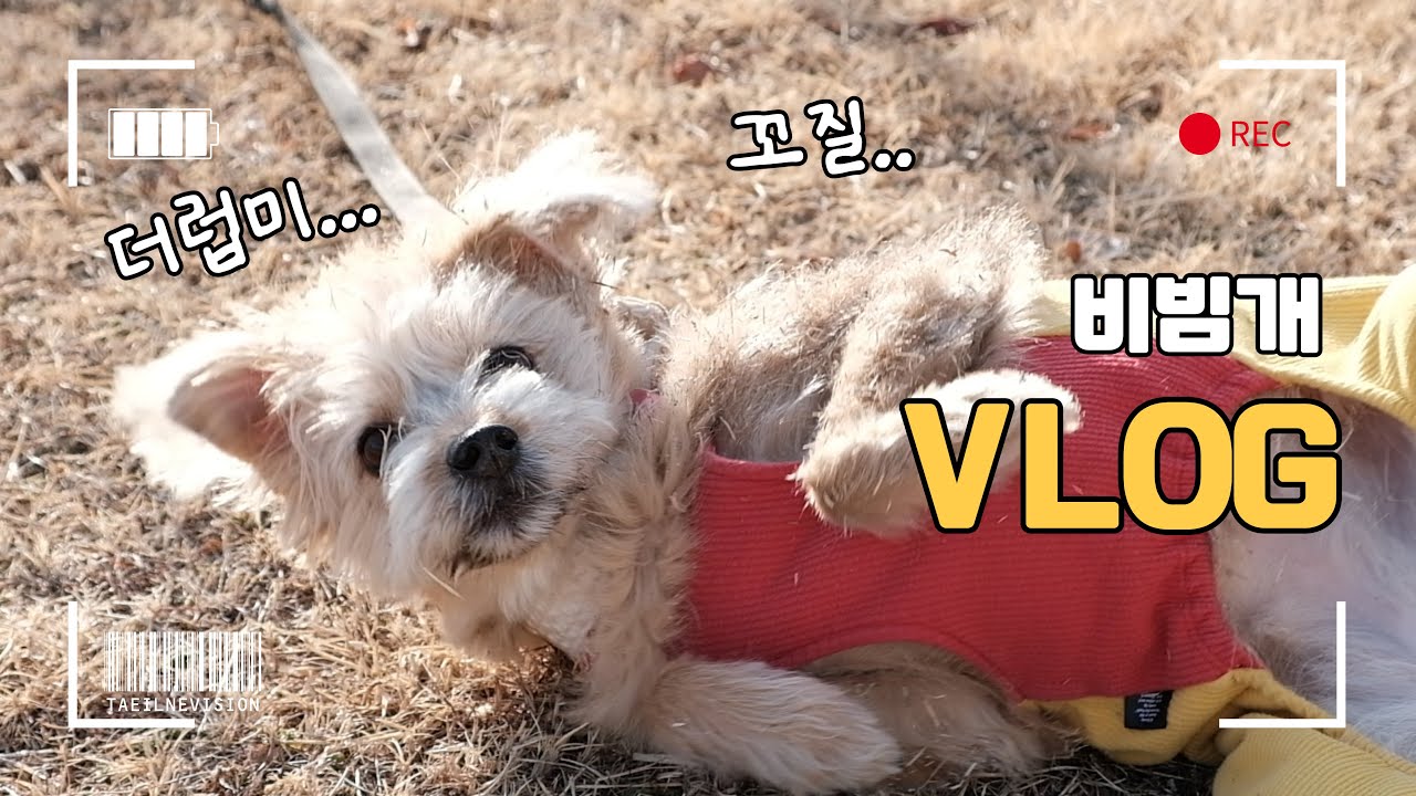 vlogㅣ정말 많이 밝아진 태리🐶💕ㅣ잔디 수제 핫도그 만들기🐶ㅣ경상도인에게 눈이란❄️ㅣ하루 알차게 사는 방법ㅣ지렁이댄스ㅣ유기견입양
