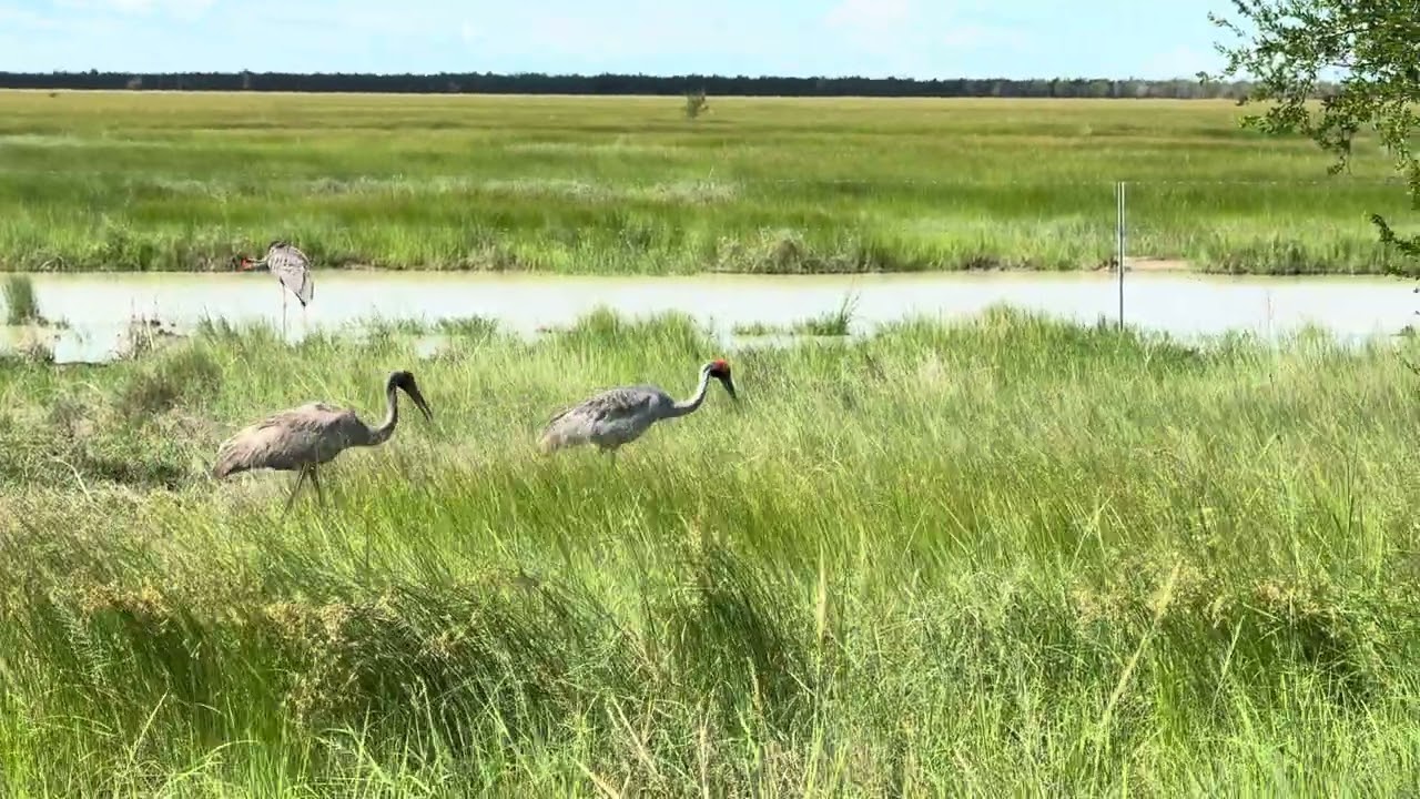 Jeřáb australský. Australian tall pale gray crane with grayish legs and red bare skin on head.