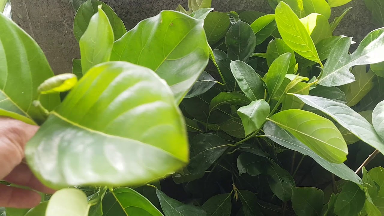 MUDAS FRUTIFERAS RARAS NO POMAR GALVAO