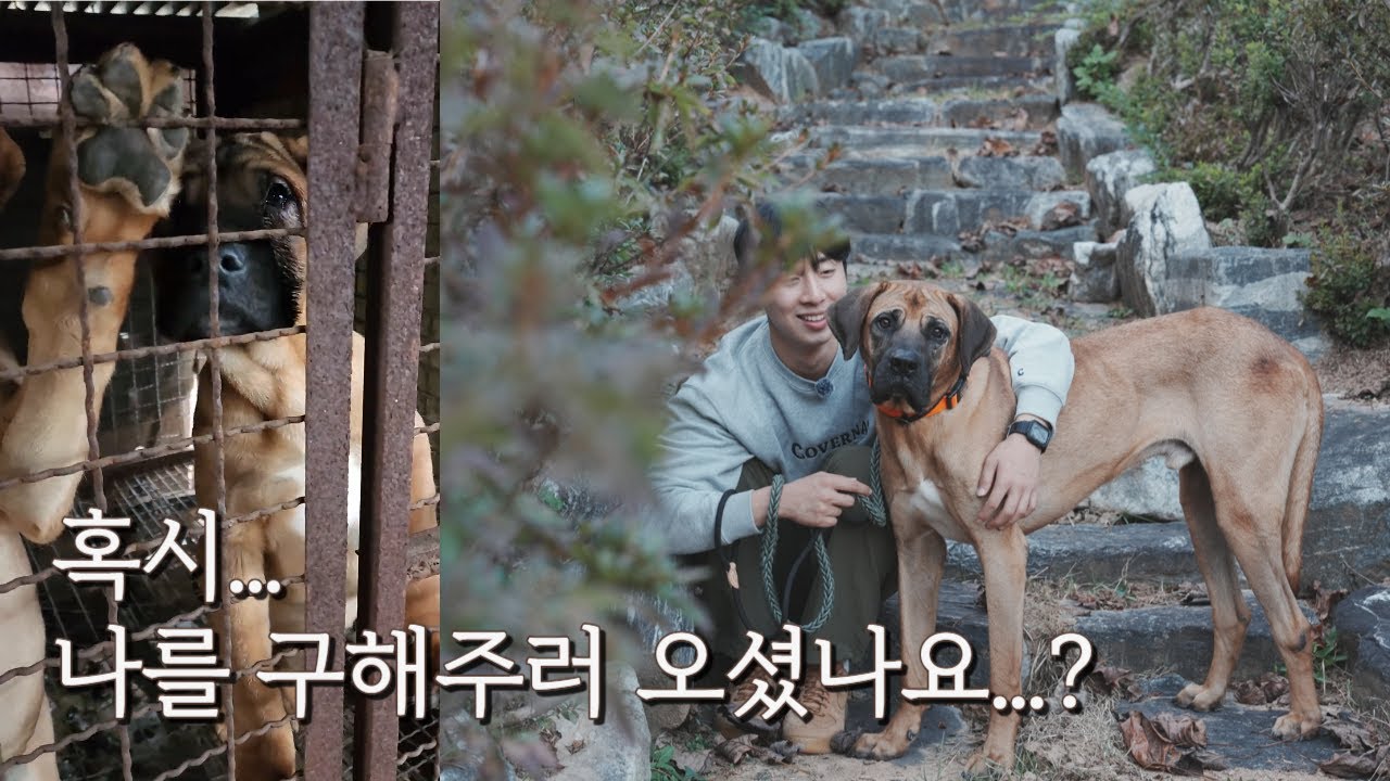 혹시... 나를 살려주러 오셨나요? #견생역전_디올 #가을캠핑 #대형견 #믹스견
