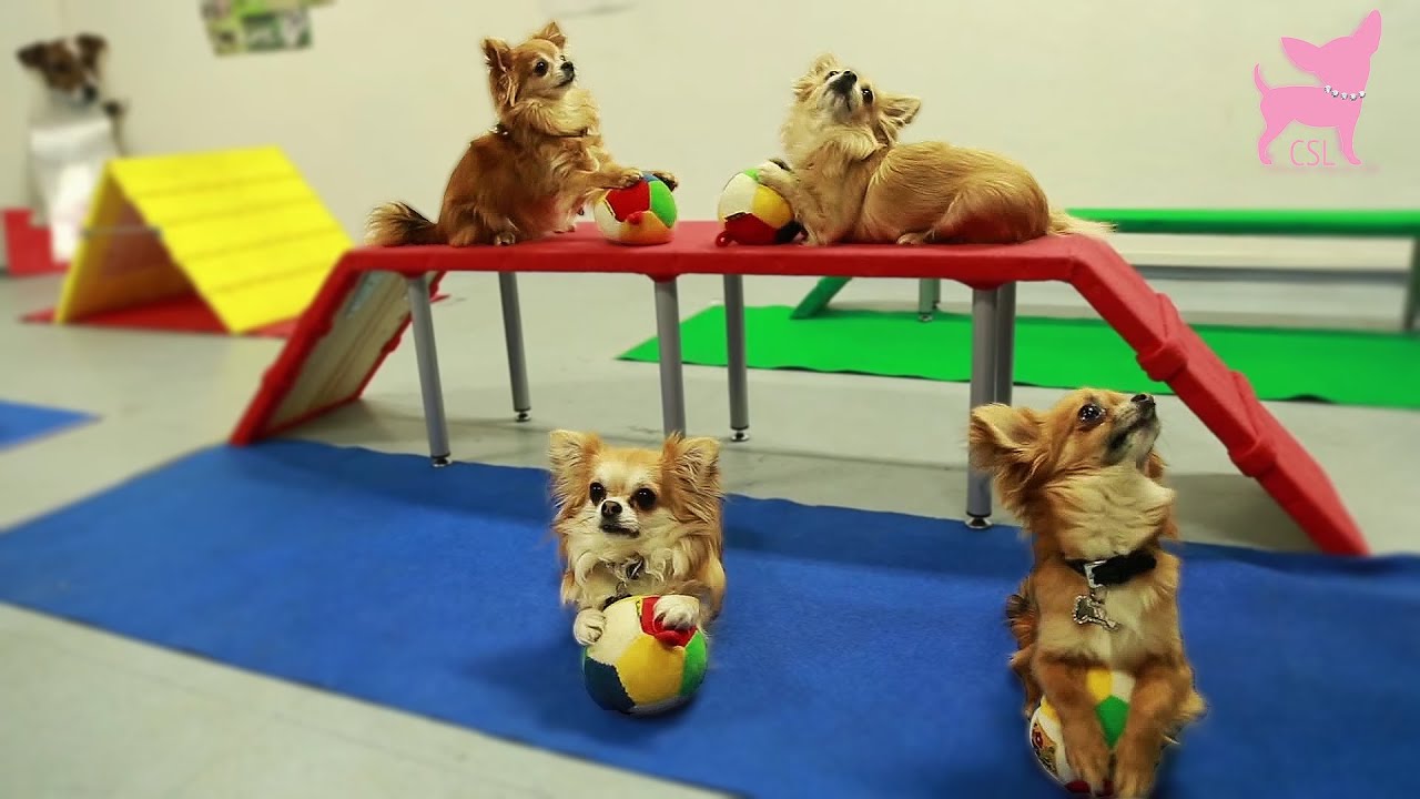 Cute Chihuahua Dog Tricks and Agility
