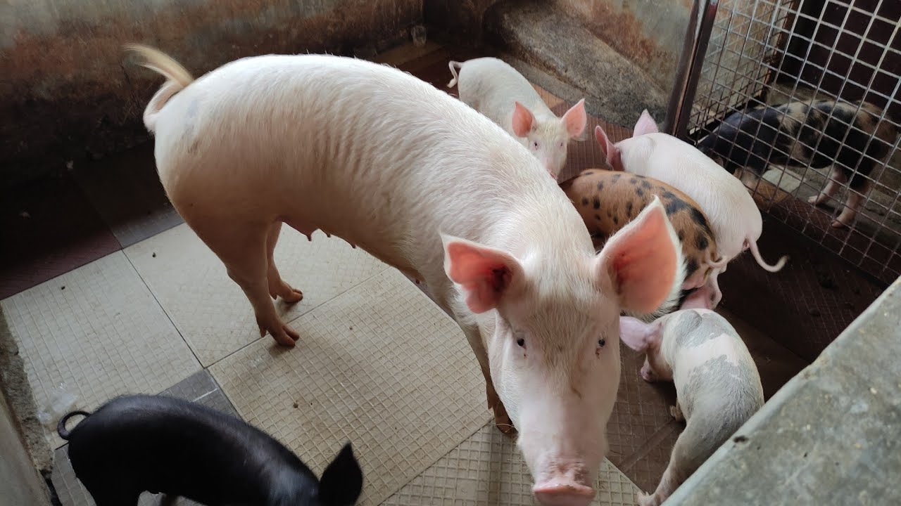part 5: வெண் பன்றி பண்ணை அமைக்க வங்கி கடன்| piggry farm bank loan| ven pandri pannai|vala ninaithal
