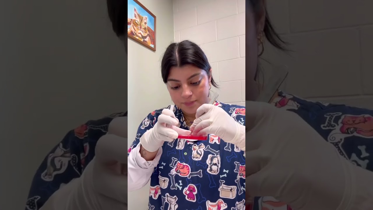 Culture Bacteria- Veterinary Medicine