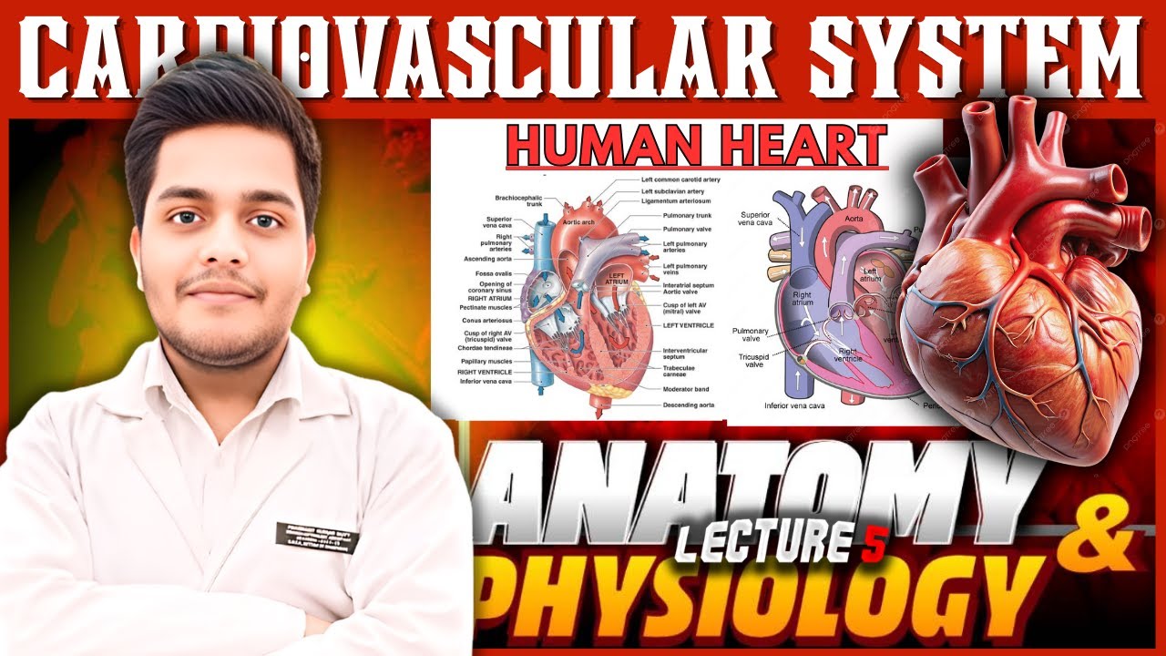 Cardiovascular System| Human Heart |L5| Anatomy & Physiology | PD Academy Medical |