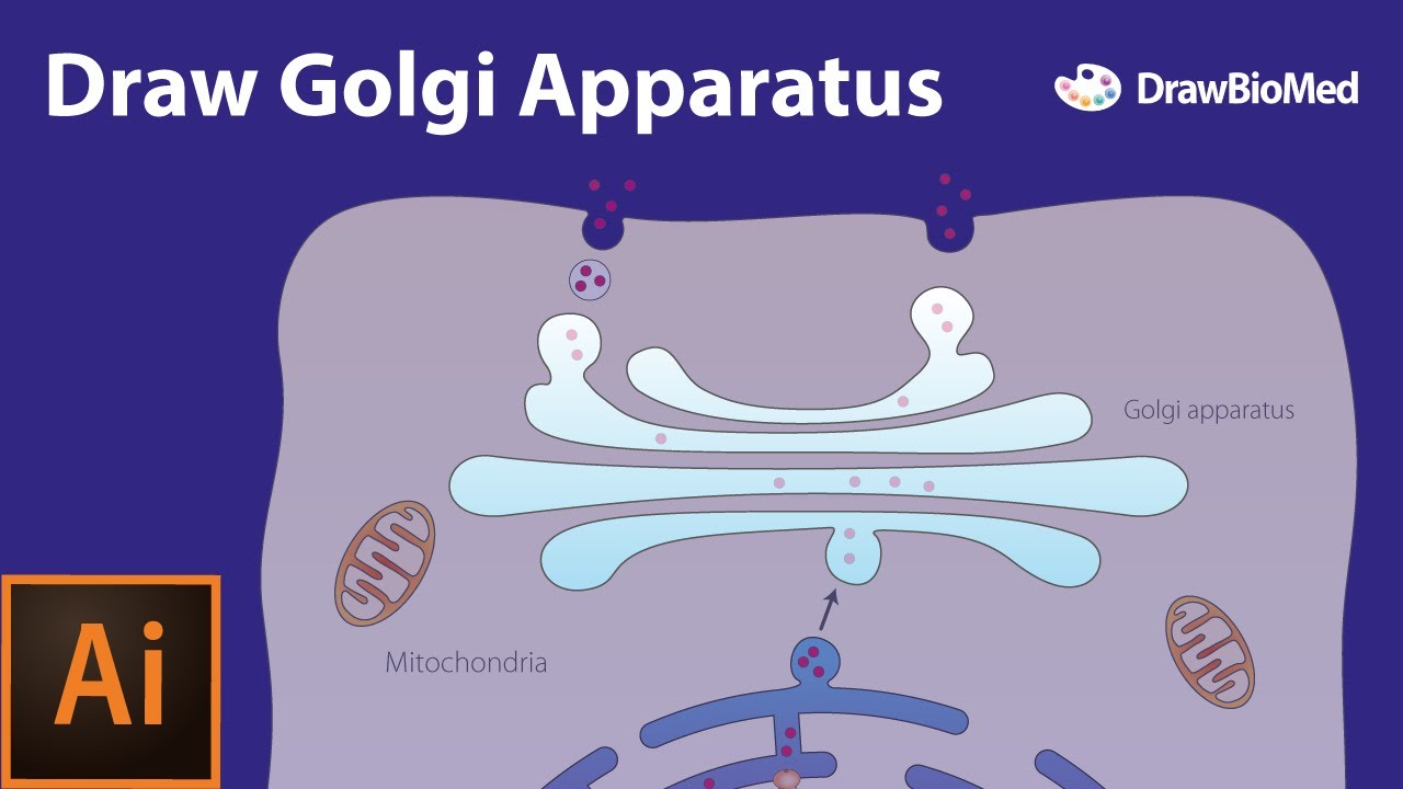 Draw Golgi Apparatus | Graphical Abstract | Scientific Illustration Adobe Illustrator