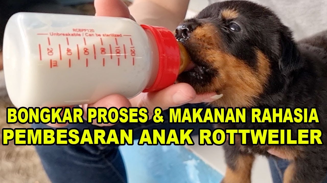 Rahasia Pembesaran Anak Anjing Rottweiler Di Peternakan