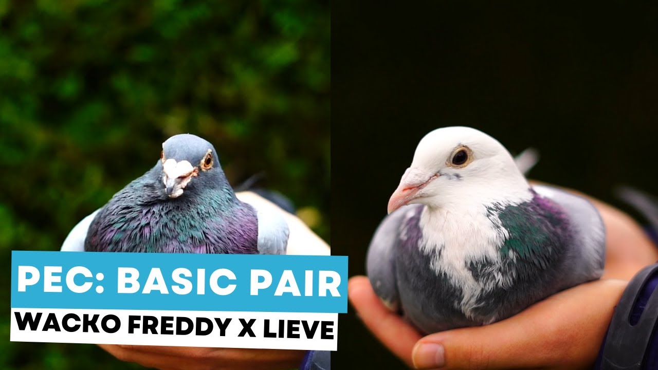The basic pair of PEC: Wacko Freddy x Lieve