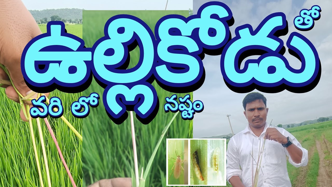 వరి పంటలో ఉల్లికోడు నివారణ | Rice Thrips Chemical Control in Telugu | Paddy Pest Management