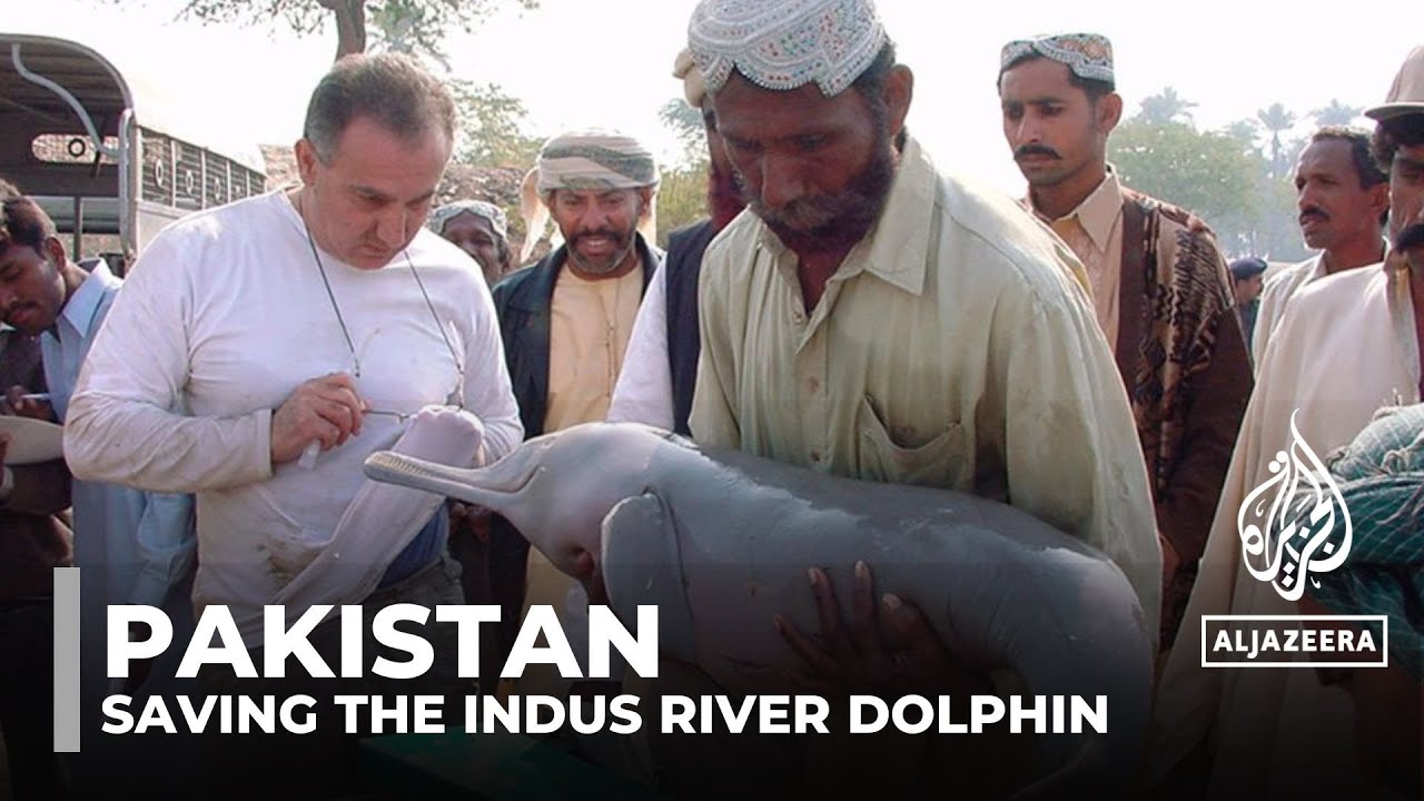 Can Pakistan&rsquo;s Indus River dolphins be saved?