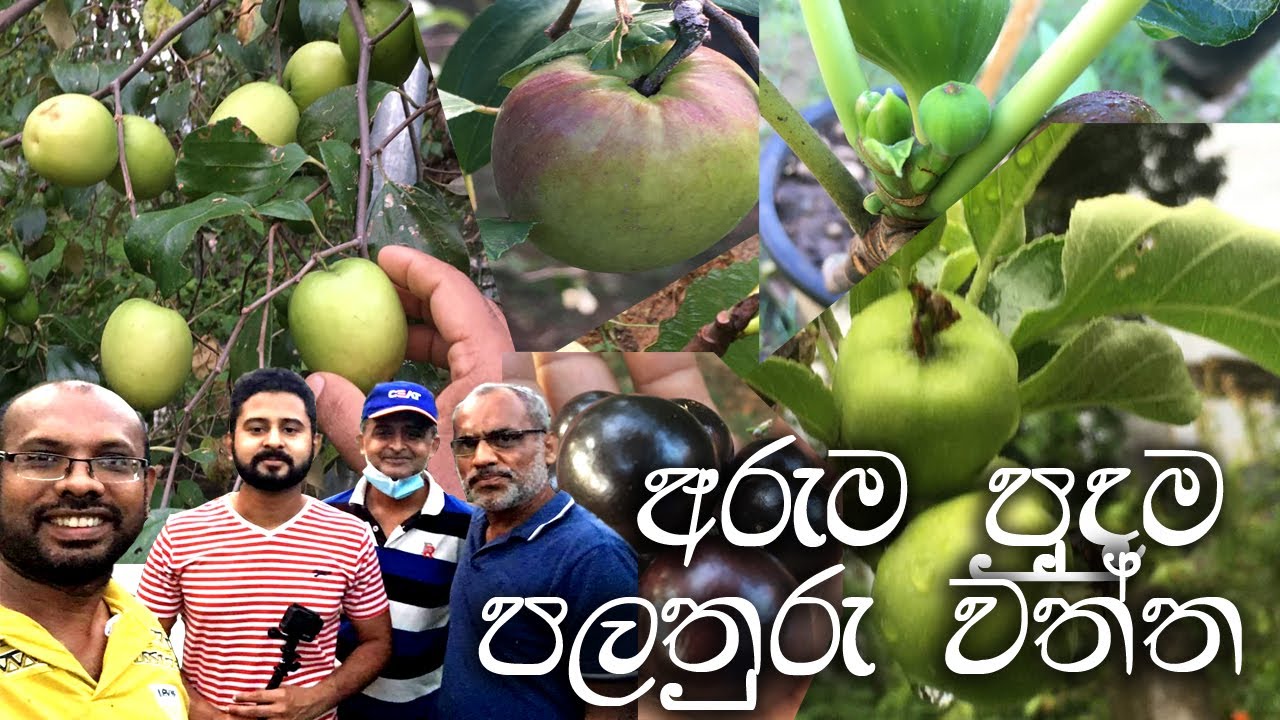 අරුම පුදුම පළතුරු වත්ත unabavitha palathuru wagawa - lankawe apple, masan, sapodilla, attikka