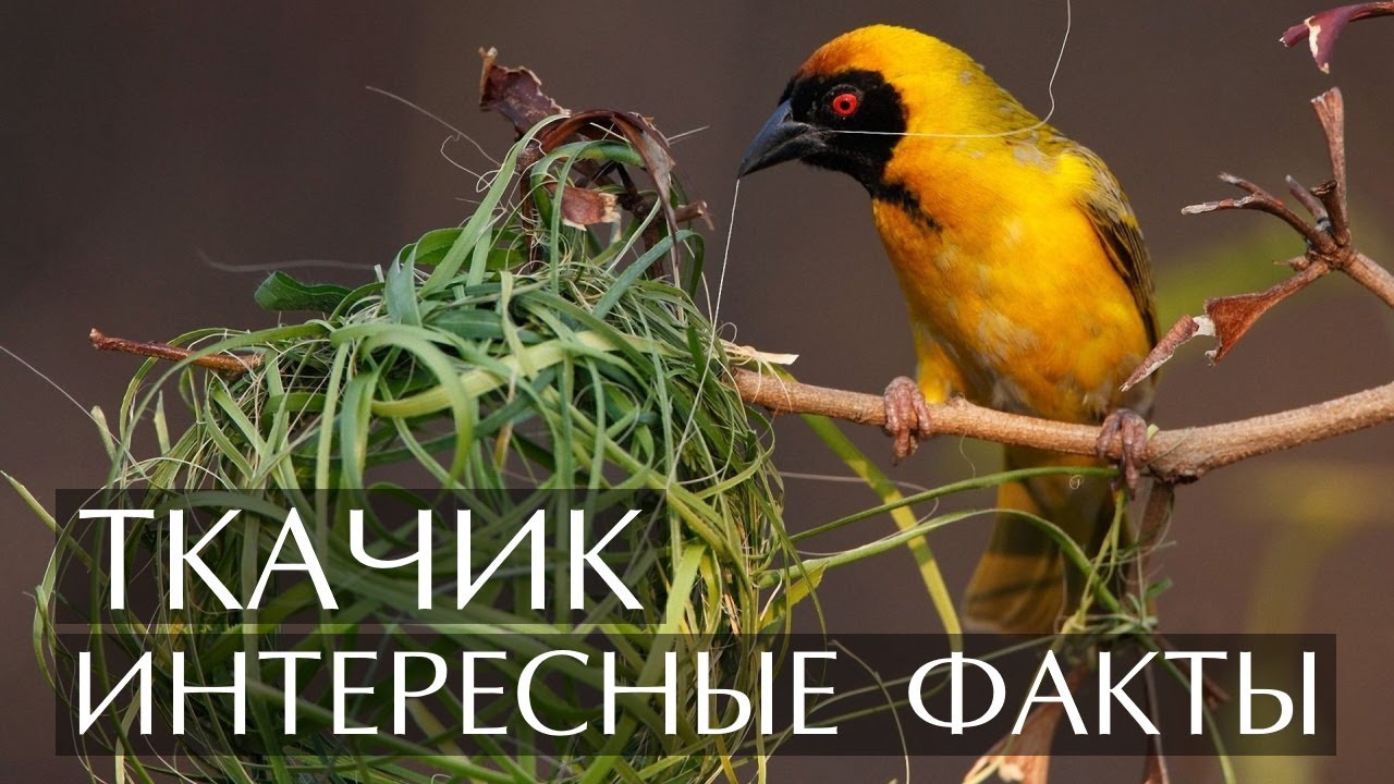 Ткачик (Ткач) - Интересные факты