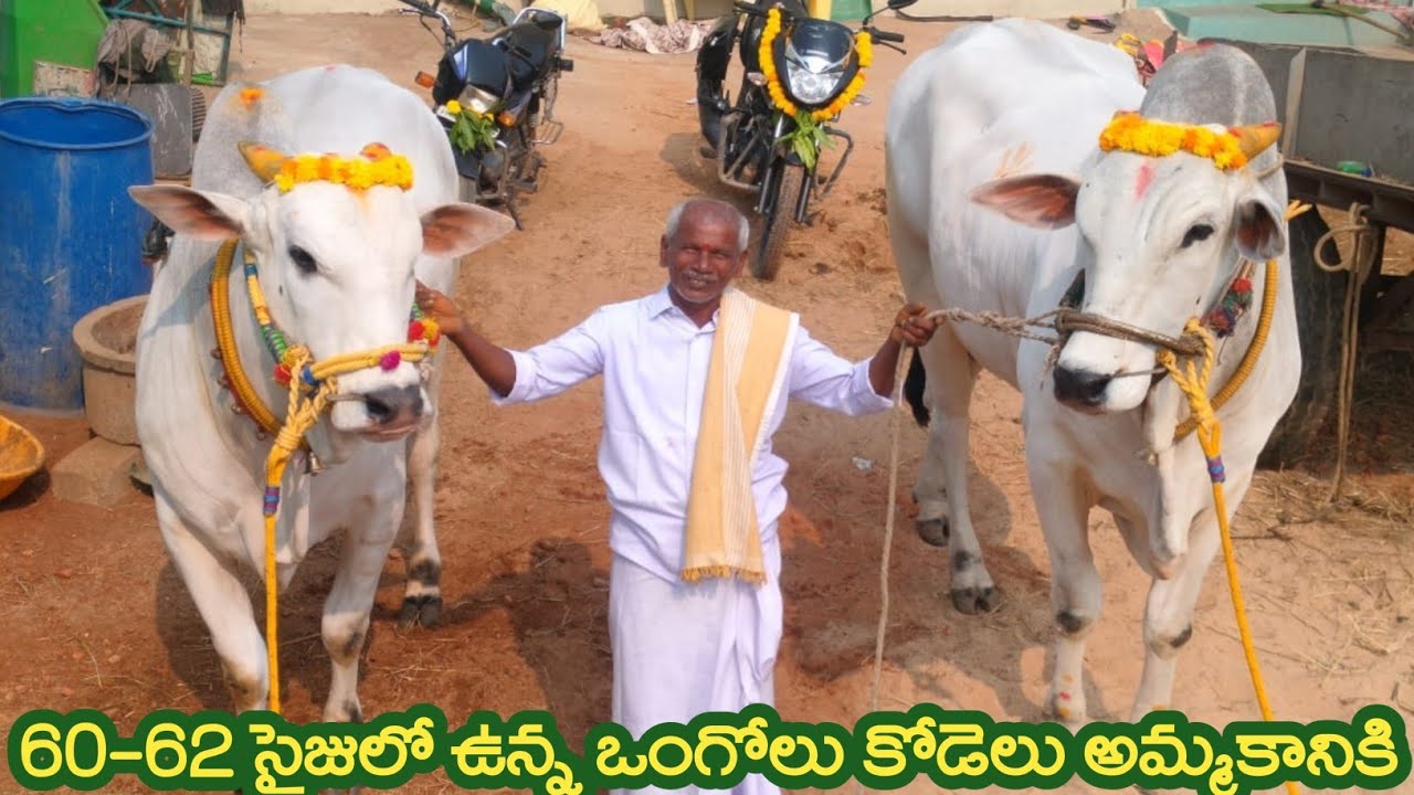 60-62 సైజులో ఉన్న భారీ సైజు 6 పళ్ళ ఒంగోలు కోడెలు అమ్మకానికి |  Ongole Bulls for sale | Oxen prices