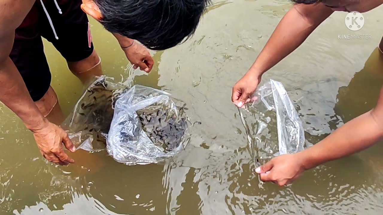 Hito/Catfish backyard farming /ngsimula kmi  ng 1000 fingerlings👍pano malipat ng fingerlings sa pond