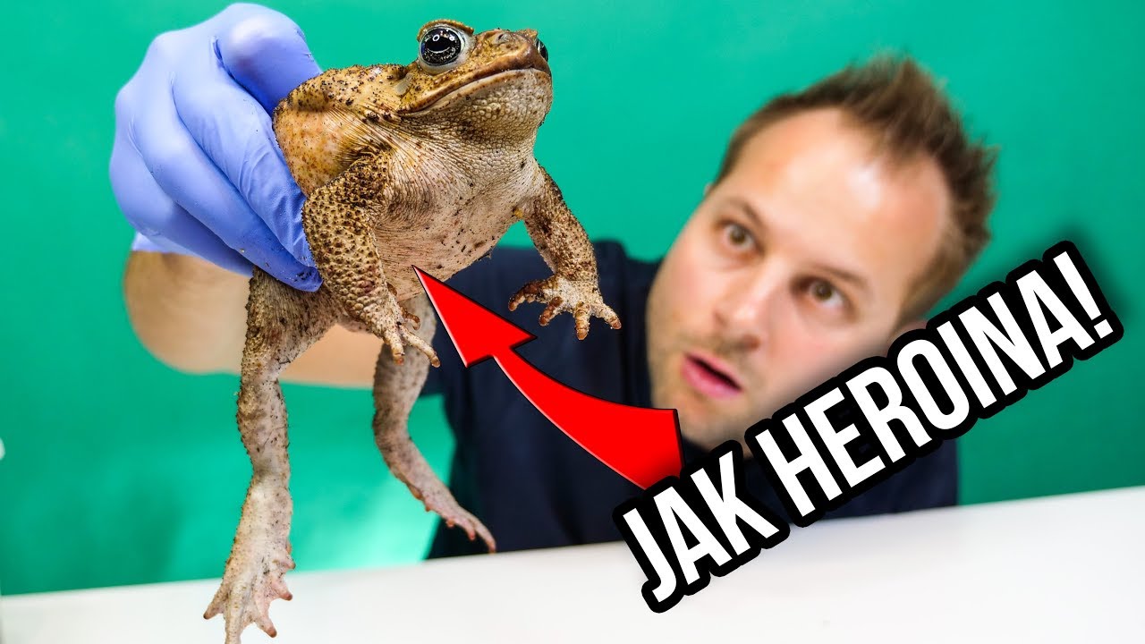 CIEKAWOSTKI O HODOWLI.... HEROINY ?!