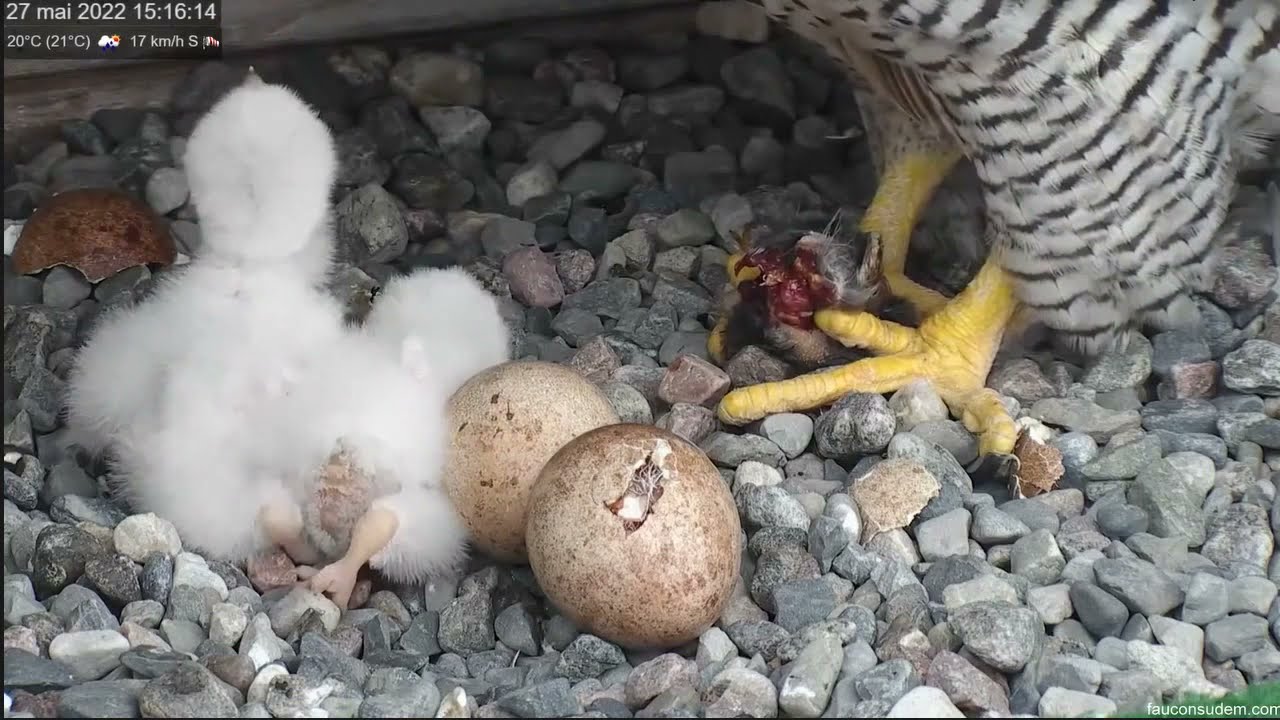 Faucons UdeM en direct - Sokoły wędrowne - Karmienie 2 maluszków🐥🌹🍀🐥🌹🍀- Kluje się 3 i 4 pisklę 🐣🐣!!!