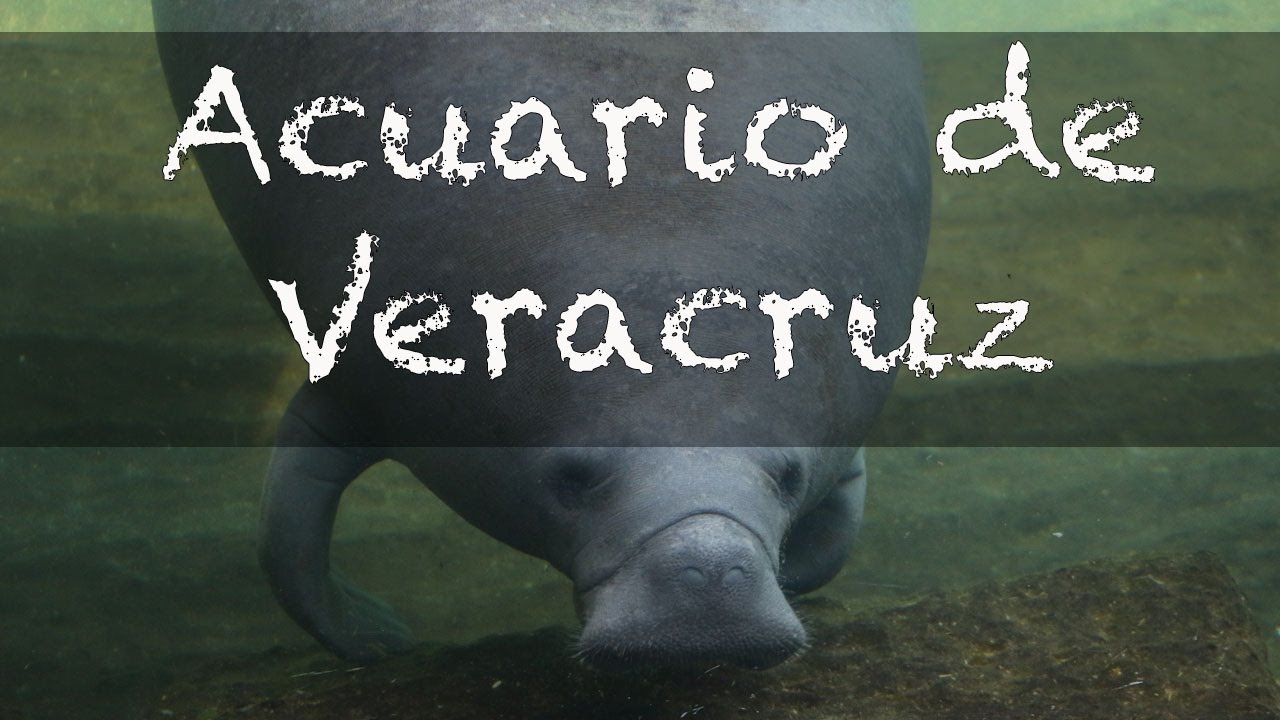 Veracruz Video 3/3 Conociendo: El Acuario de Veracruz