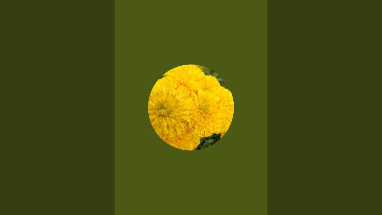 Rakhi Mondalআমি একজন অভাগী তোমরা সাপোর্ট করো is live! ভোলে বাবা
