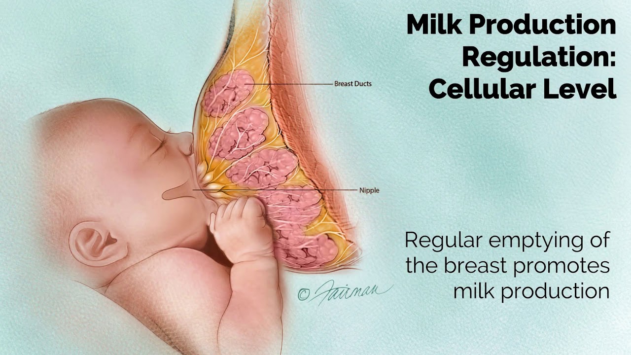 APGO Basic Sciences - Topic 15: Lactation