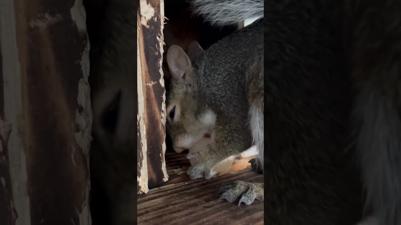 Teen Grey Squirrel &ldquo;Billy&rdquo; Eating Rambutan Gets Interrupted #wildliferescue #squirrels