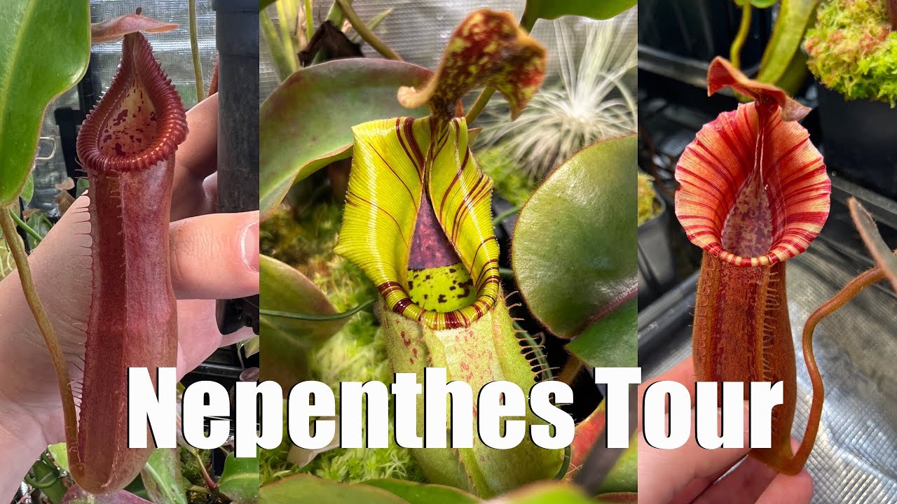 Nepenthes Grow Tent Tour for February, 2026