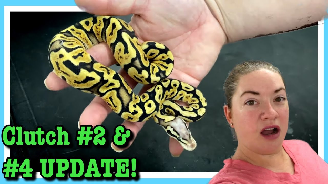 CLUTCH UPDATES!!! #2 & 4 | Pastel GHI X Vanilla | Ball Python Hatchlings